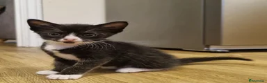 Domestic Shorthair 6