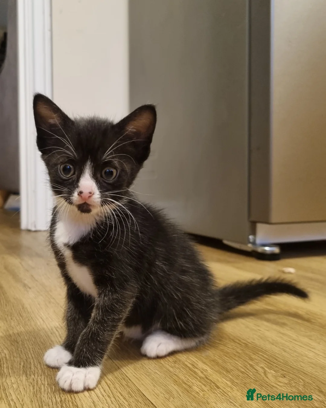 Domestic Shorthair cats for sale: Kittens for sale in Yeovil - Advert 7