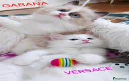 Ragdoll cats for sale: BEAUTIFUL CROSS RAGDOLL/PERSIAN 😻😻😻😻 - Image 10