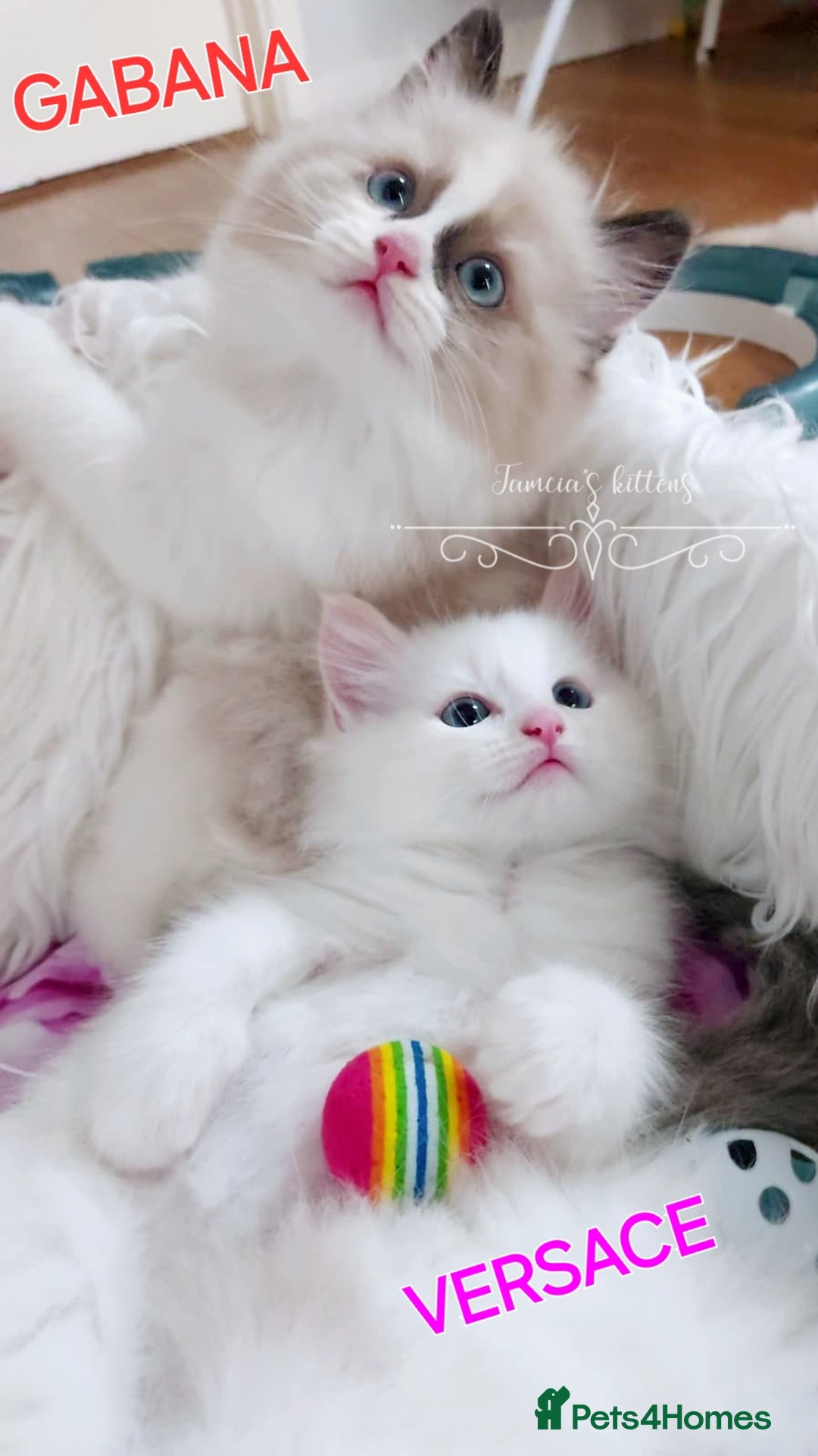 Ragdoll cats for sale: BEAUTIFUL CROSS RAGDOLL/PERSIAN 😻😻😻😻 - Image 10