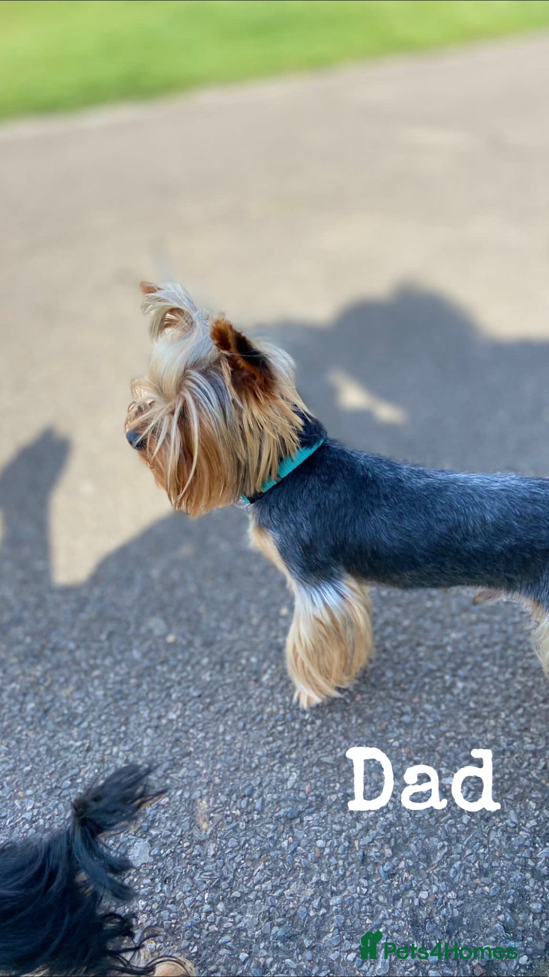 Yorkshire Terrier dogs for sale: Yorkshire Terrier Puppy 5 - 6 beautiful Yorkshire terriers  - Image 9