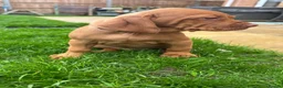 Hungarian Vizsla dogs for sale: EXCEPTIONAL HUNGARIAN VIZSLA PUPPIES - Advert 13