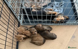 Miniature Dachshund dogs for sale: KC Registered -  Long Haired Miniature Dachshunds  - Image 21