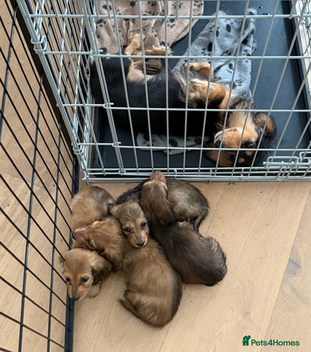 Miniature Dachshund dogs for sale: KC Registered -  Long Haired Miniature Dachshunds  - Image 21