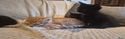 Mixed Breed cats for sale: 5 mixed breed kittens available - Advert 12
