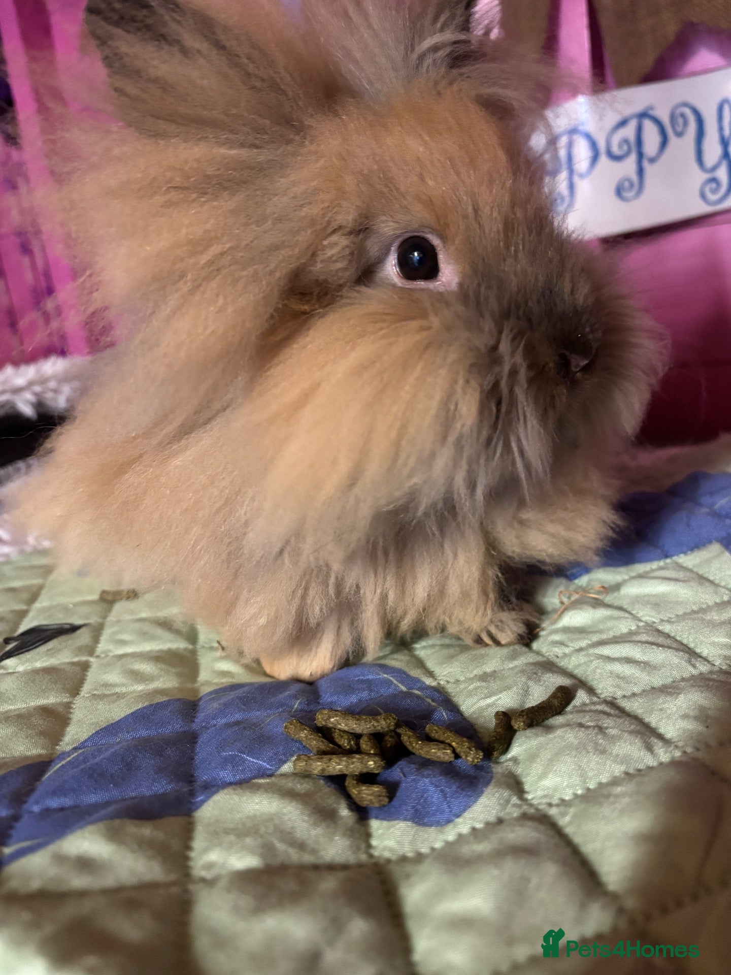 Lionhead rabbits 5 month lion head boy  - Advert 6