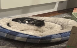 Mixed Breed cats for sale: Gorgeous 8 week old male kitten - Image 6