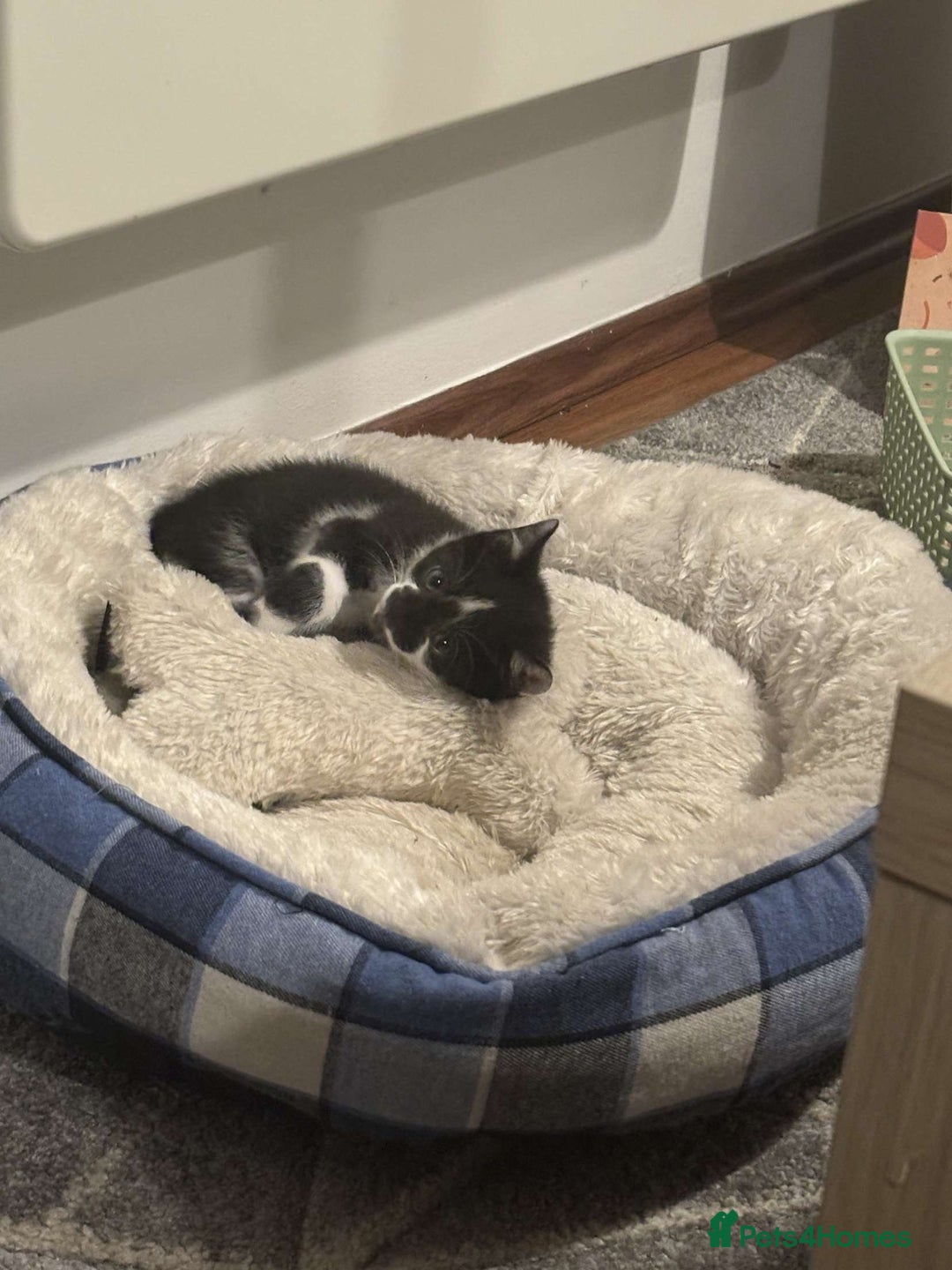 Mixed Breed cats for sale: Gorgeous 8 week old male kitten - Image 6