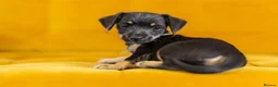 Jackshund dogs for sale: Daxijax/Jackshund/Dachshund/Jack - READY TO GO - Advert 16