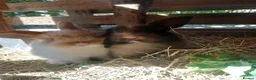 Mini Lop rabbits for sale: Mini Lop babies - Advert 1