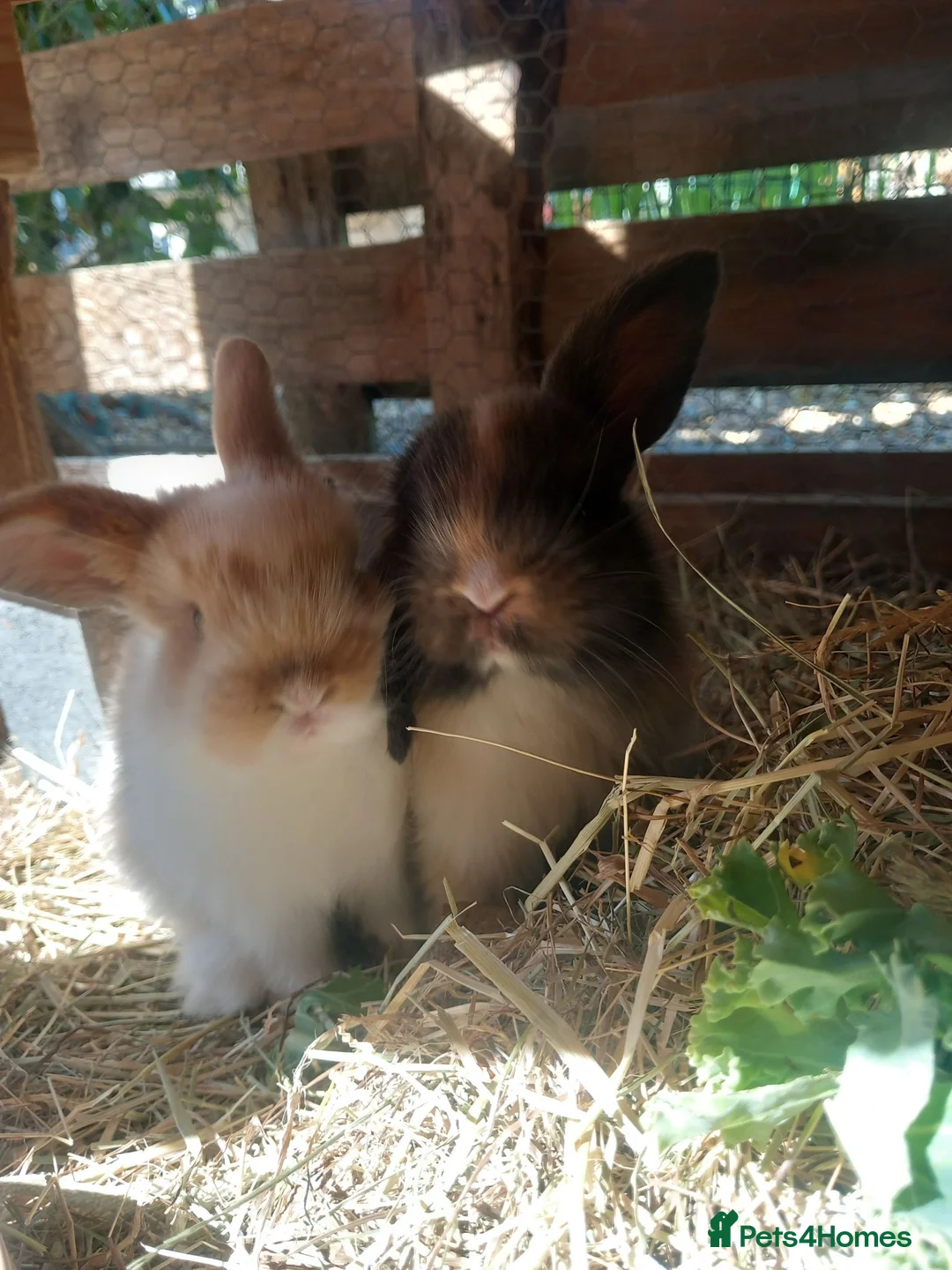 Mini Lop rabbits for sale: Mini Lop babies - Advert 1