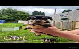 Australian Kelpie dogs for sale: Kelpie pups - Image 8