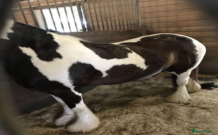 Irish Cob horses - Advert 2