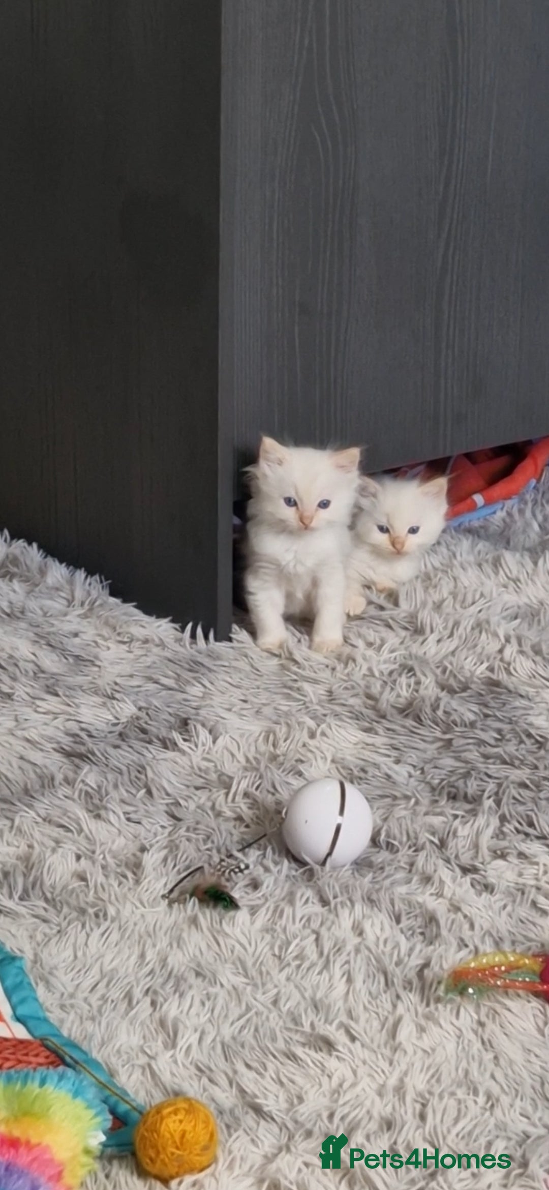 Ragdoll cats for sale: 4 Beautiful Ragdoll Kittens - Image 13