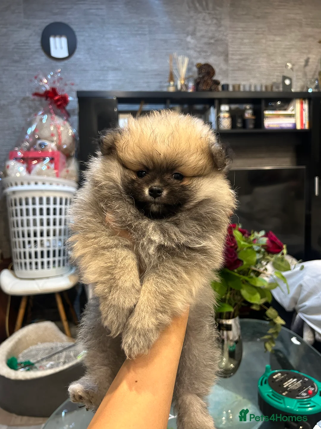 Pomeranian dogs for sale: 2 Pomeranian girls ready now  - Advert 5