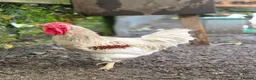 Chickens poultry for sale: Four Cockerels looking for good home  - Advert 4