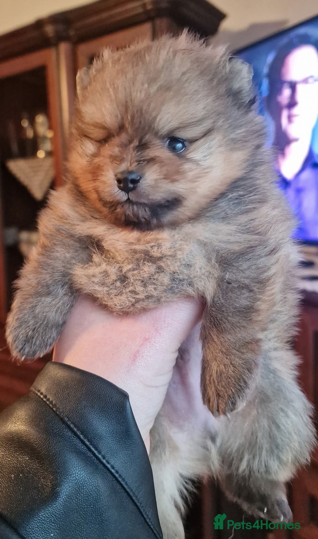 Pomeranian dogs for sale: Beautiful Pomeranian male puppy FCI registered - Advert 4