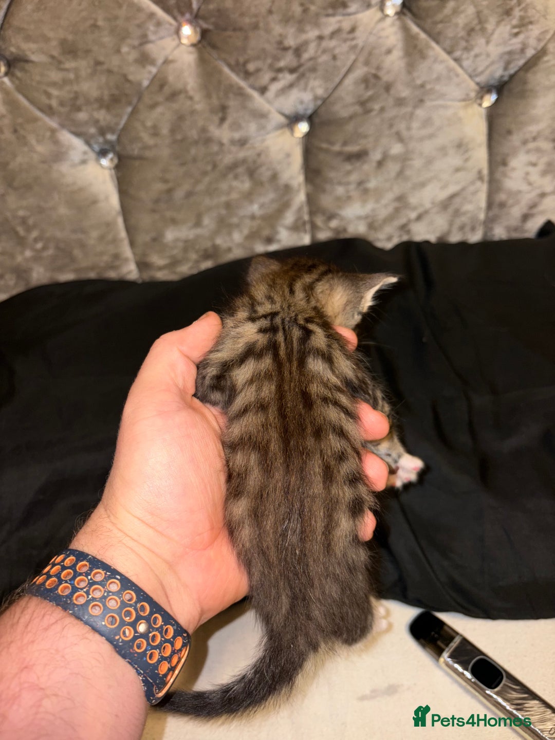 Mixed Breed cats for sale: 4 mixed Russian Blue X Norwegian Forest kittens - Advert 3