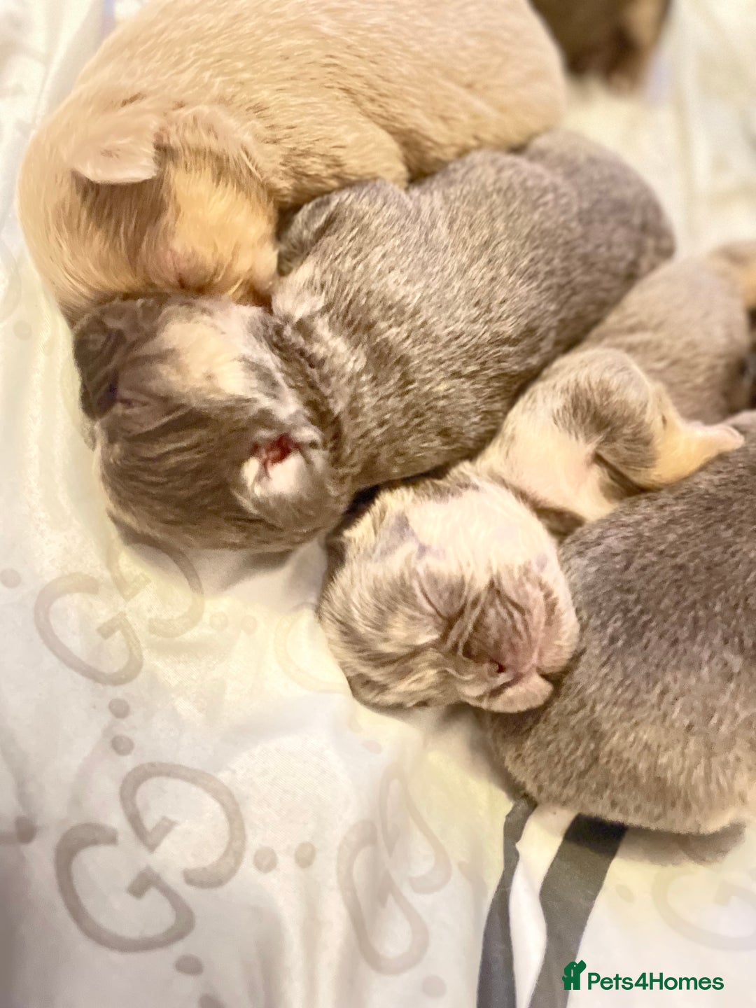 French Bulldog dogs for sale: 🩷🐶🐾6 Adorable fluffy French bulldogs 🩷🐶🐾 - Advert 22