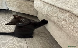 Domestic Shorthair cats for sale: 3 females - Image 5