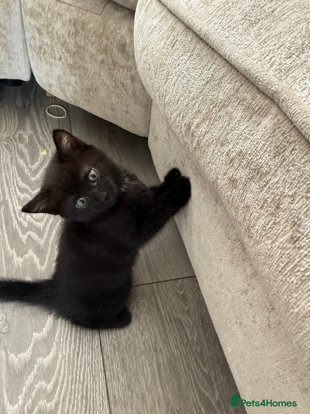 Domestic Shorthair cats for sale: 3 females - Image 5