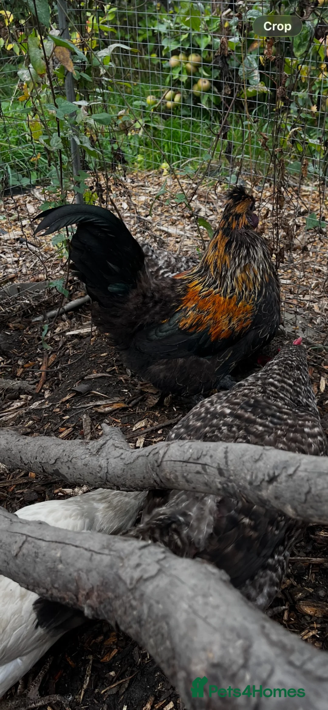 Chickens poultry for sale:  **  – Araucana Cockerel in Walsall - Advert 2