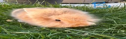 Lionhead rabbits for sale: Lionhead rabbits for sale  - Advert 9