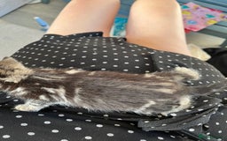 Mixed Breed cats for sale: Kittens for sale  - Image 7