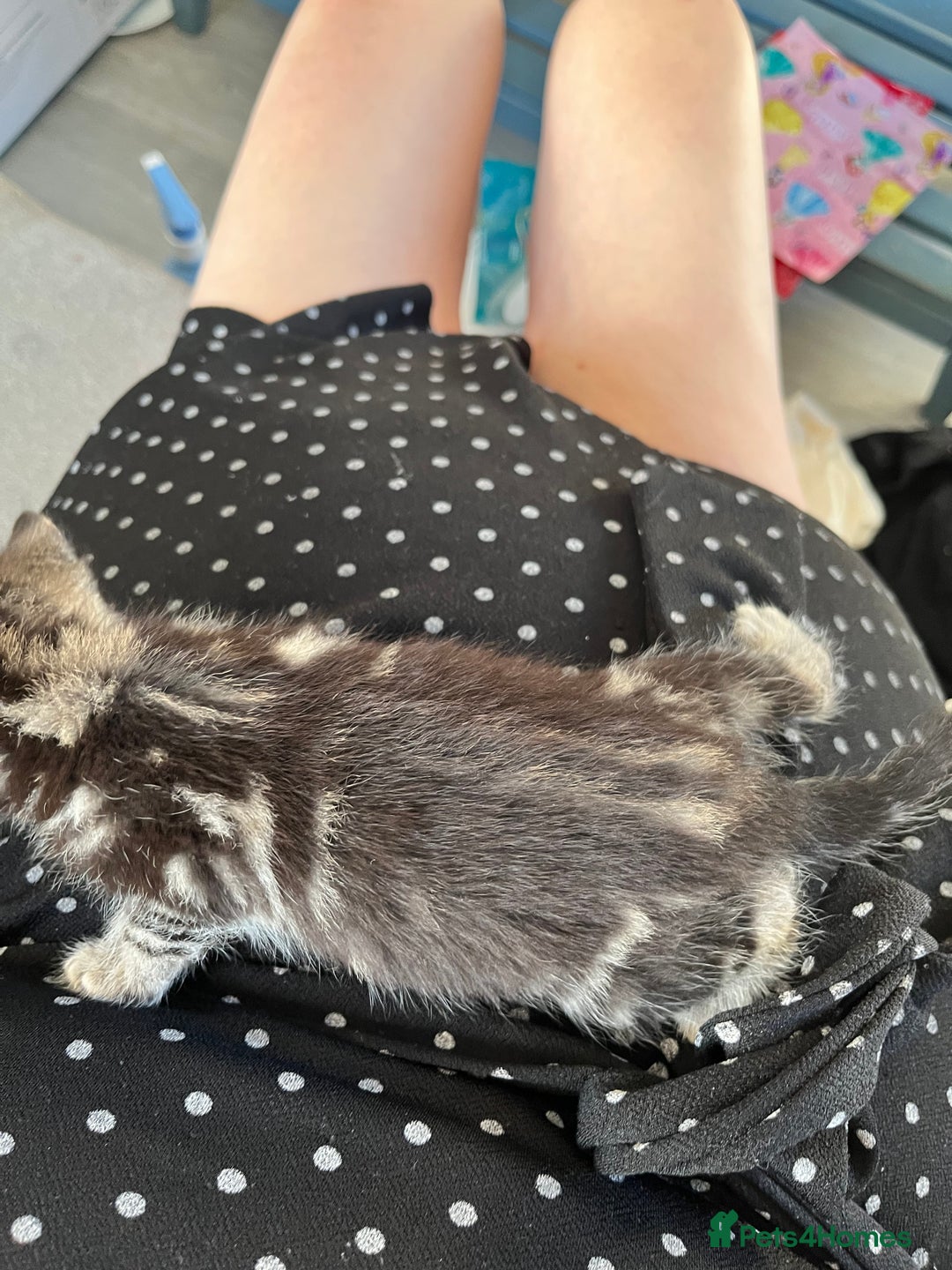 Mixed Breed cats for sale: Kittens for sale  - Image 7