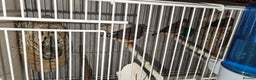 Finches birds for sale: Bengali society finches and zebra finches for sale - Advert 3