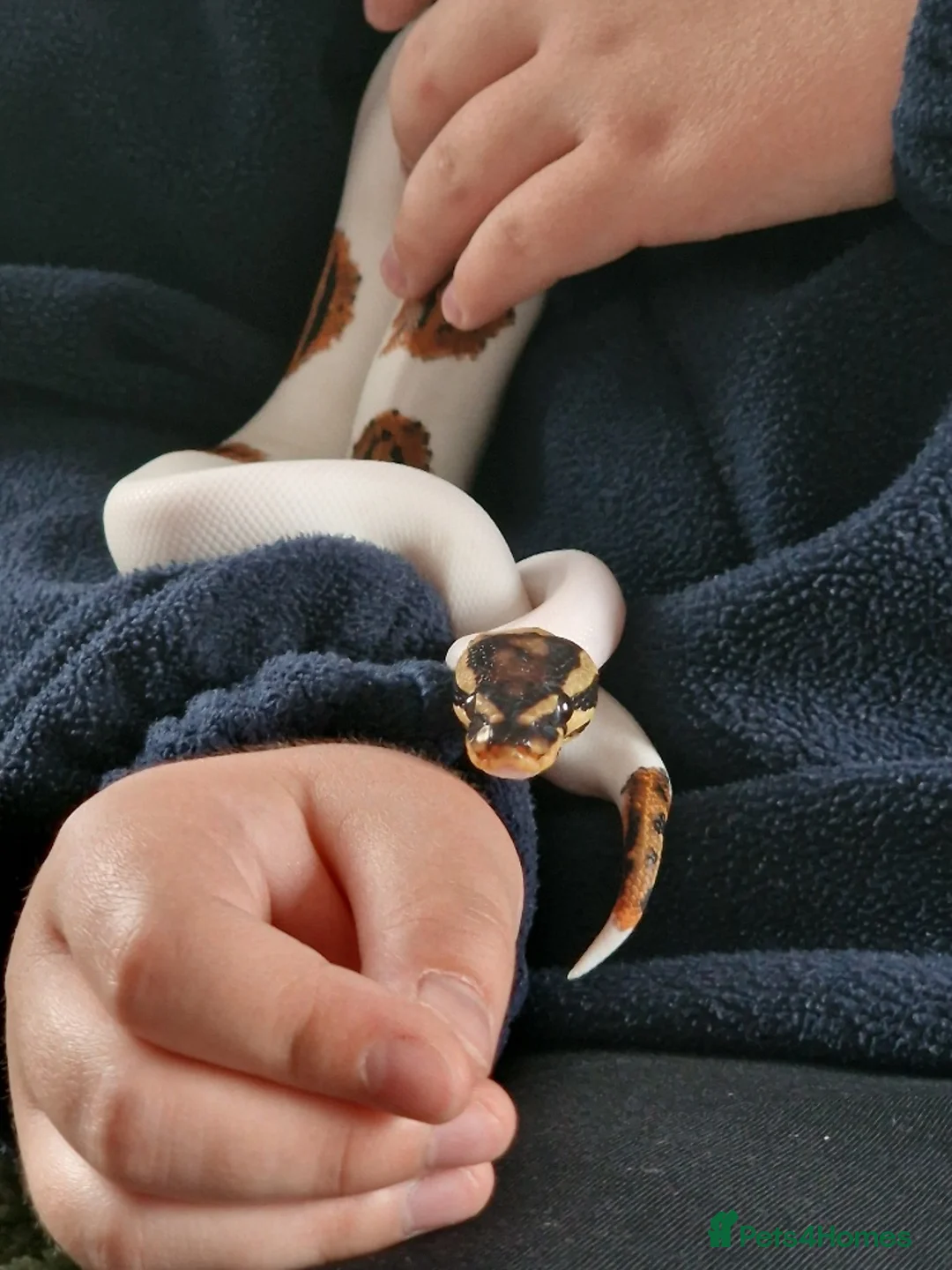 Python Snake reptiles for sale: Gorgeous Pied Male Royal Python with full set up - Advert 7