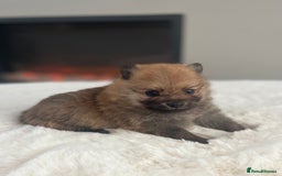 Pomeranian dogs for sale: Pomeranian puppy’s orange sable 🧡🍊🐾 - Image 4
