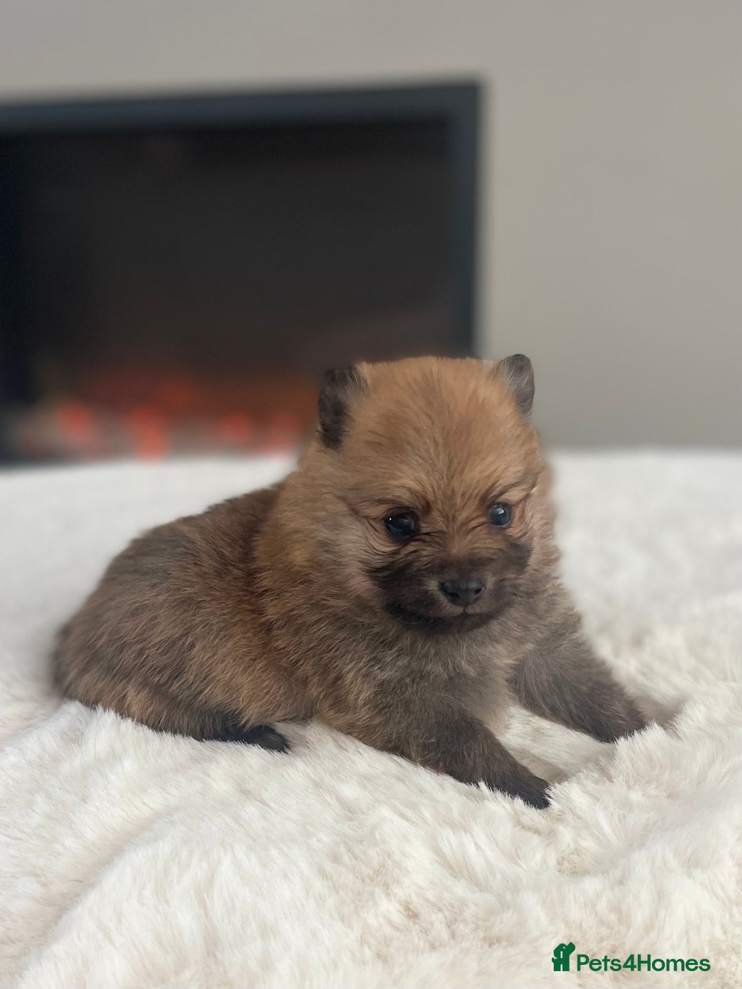 Pomeranian dogs for sale: Pomeranian puppy’s orange sable 🧡🍊🐾 - Image 4