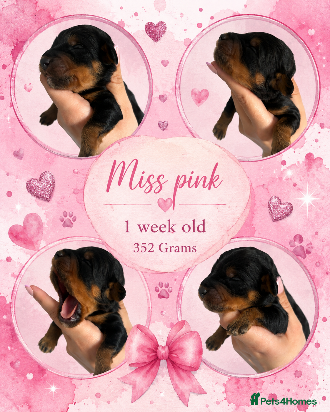 Cavapoo dogs LAST GIRL AVAILABLE- F1b Cavapoo puppies  - Advert 6