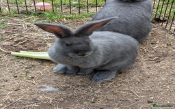 Continental Giant rabbits for sale: Beautiful ❤️ blue continental's  - Image 1