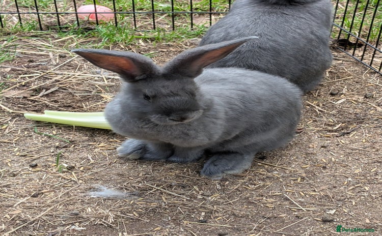 Continental Giant rabbits - Advert 2