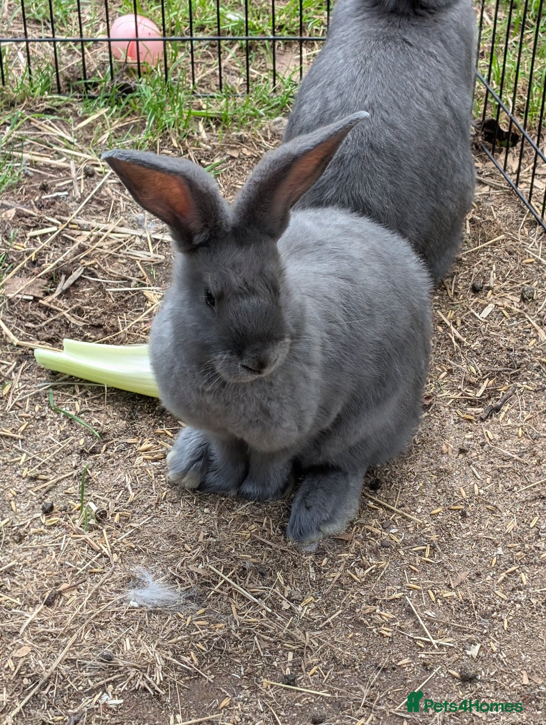 Continental Giant rabbits for sale: Beautiful ❤️ blue continental's  - Image 1