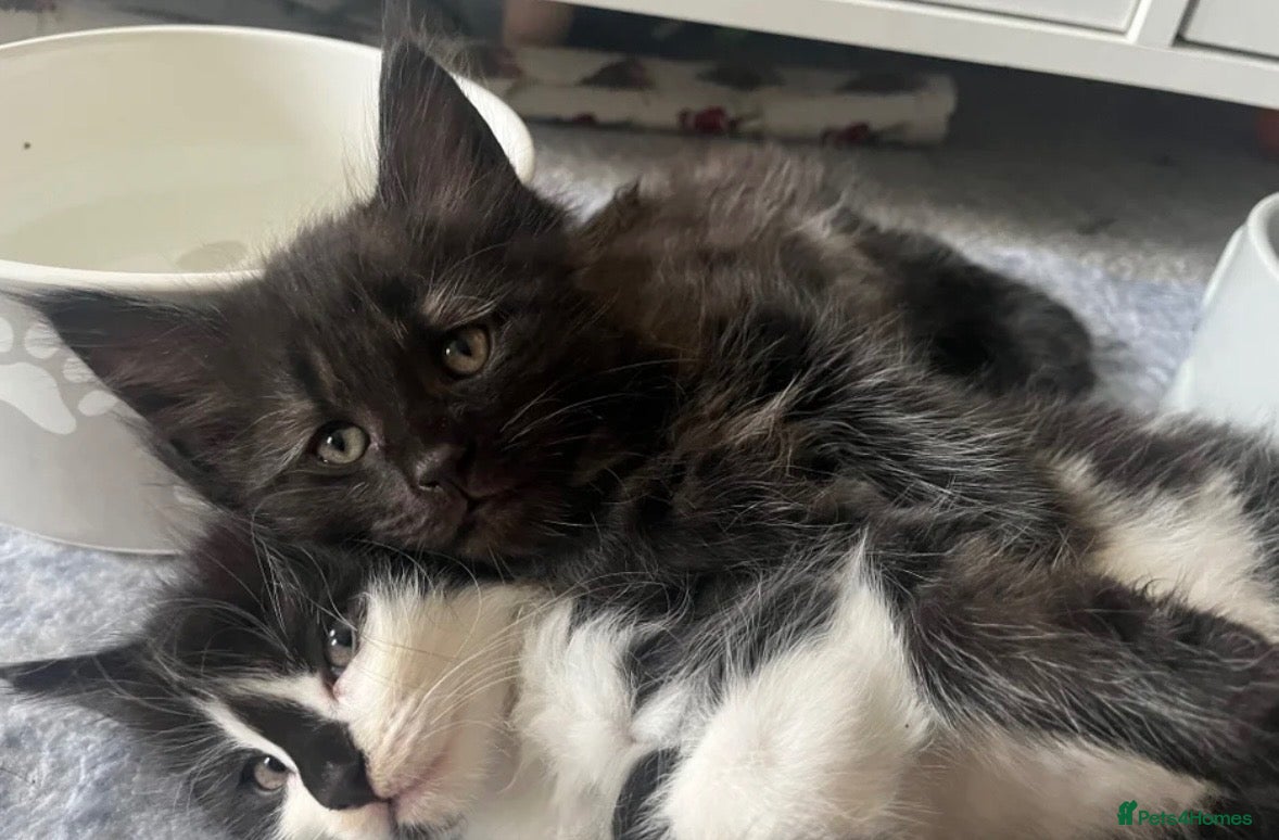Maine Coon cats Maine coon kittens  - Advert 2