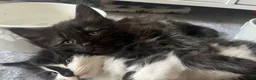 Maine Coon cats for sale: Maine coon kittens  in Bishop Auckland - Advert 1