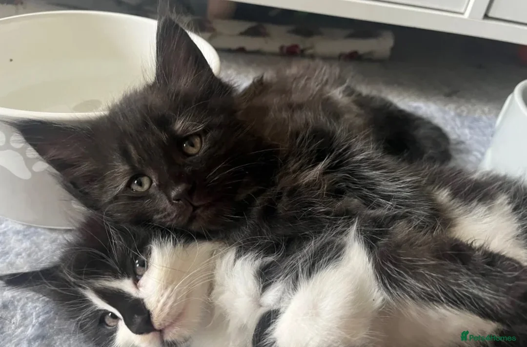 Maine Coon cats for sale: Maine coon kittens  in Bishop Auckland - Advert 1