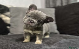 French Bulldog dogs for sale: High Quality French Bulldog Puppies  - Image 11