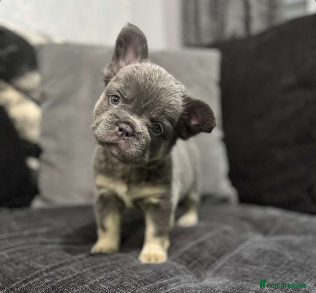 French Bulldog dogs for sale: High Quality French Bulldog Puppies  - Image 11