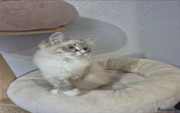 Siberian cats for sale: Pedigree boy  available  - Image 7