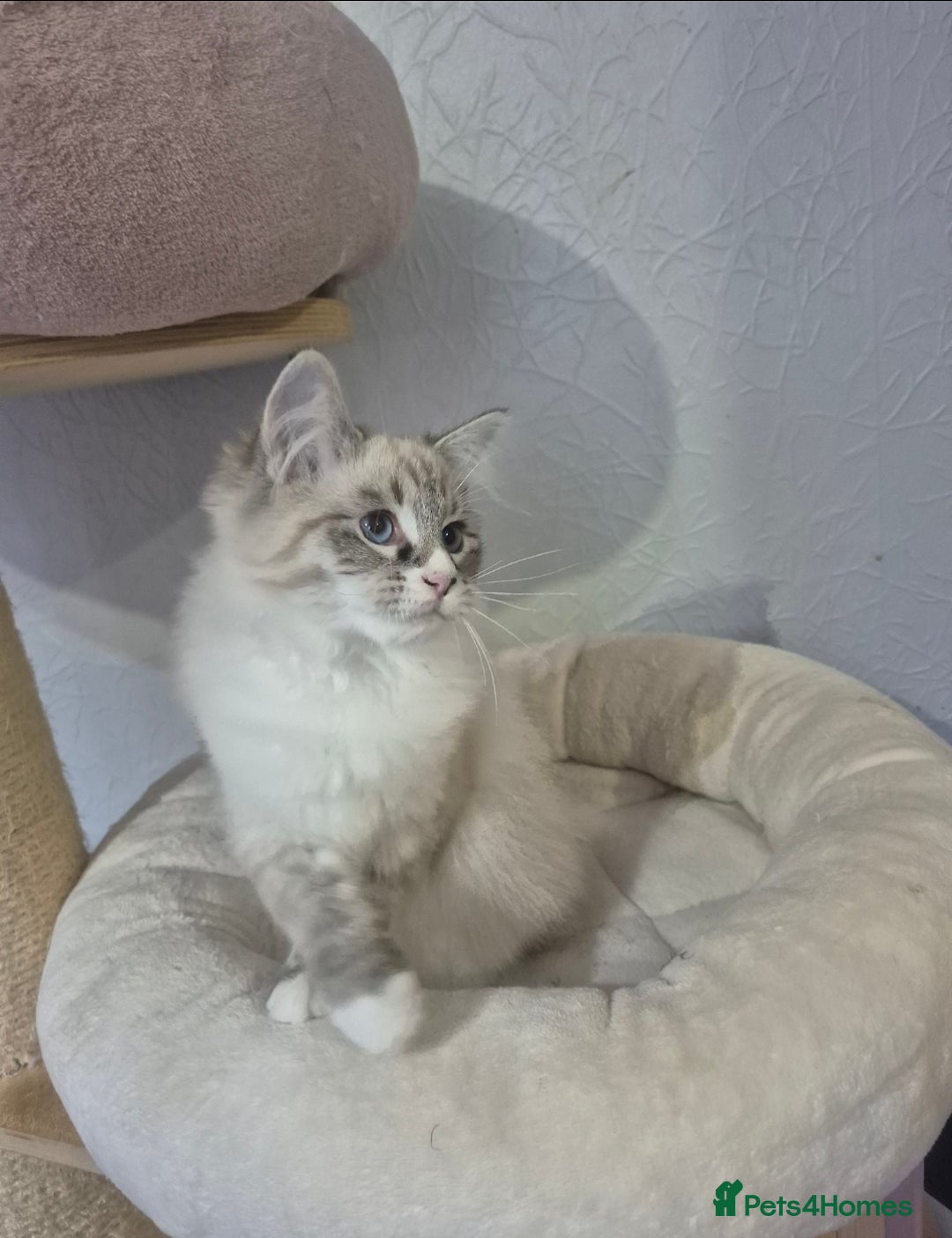 Siberian cats for sale: Pedigree boy  available  - Image 7