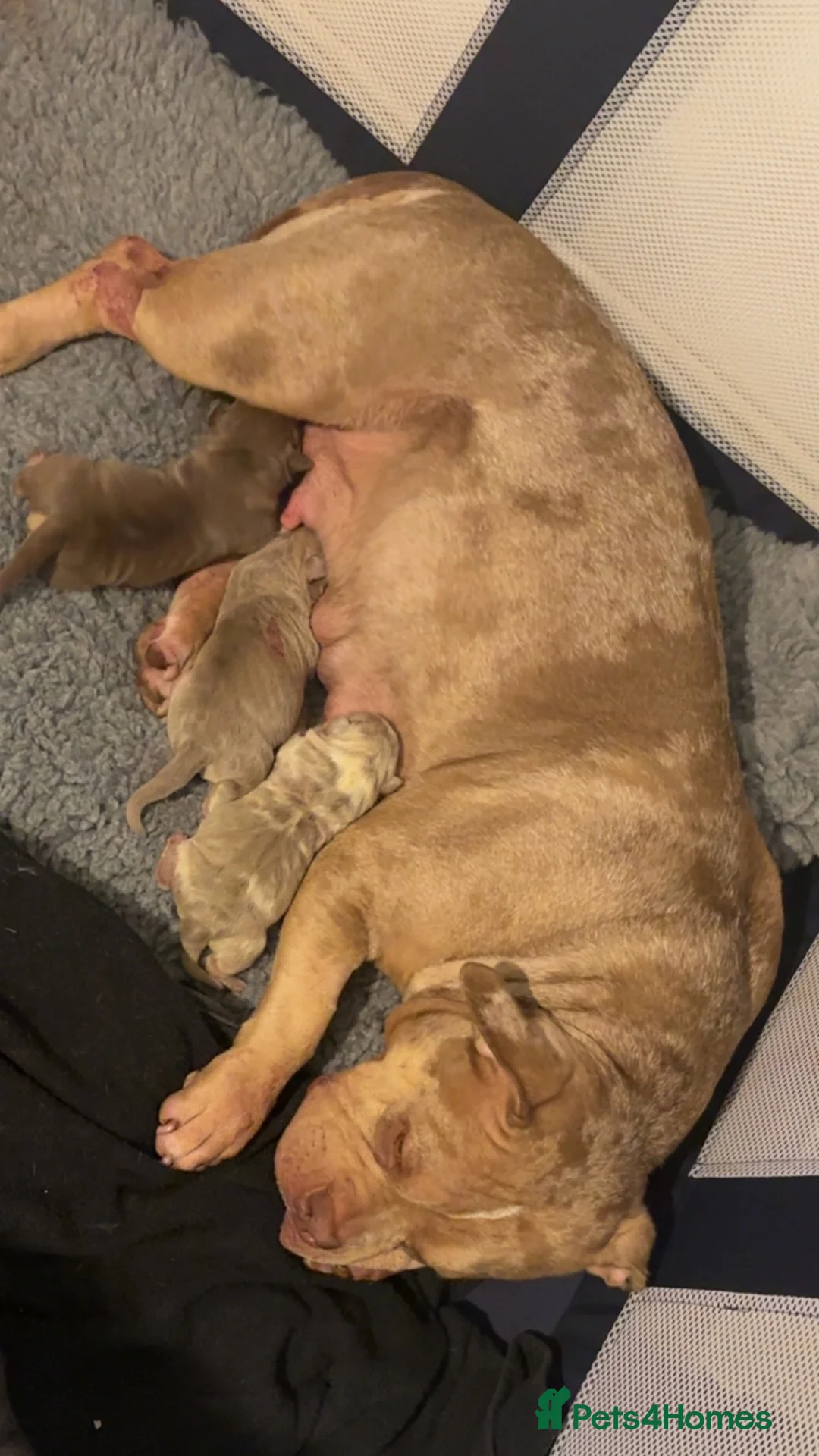 American Bully dogs for sale: Puppies for sale - Advert 15