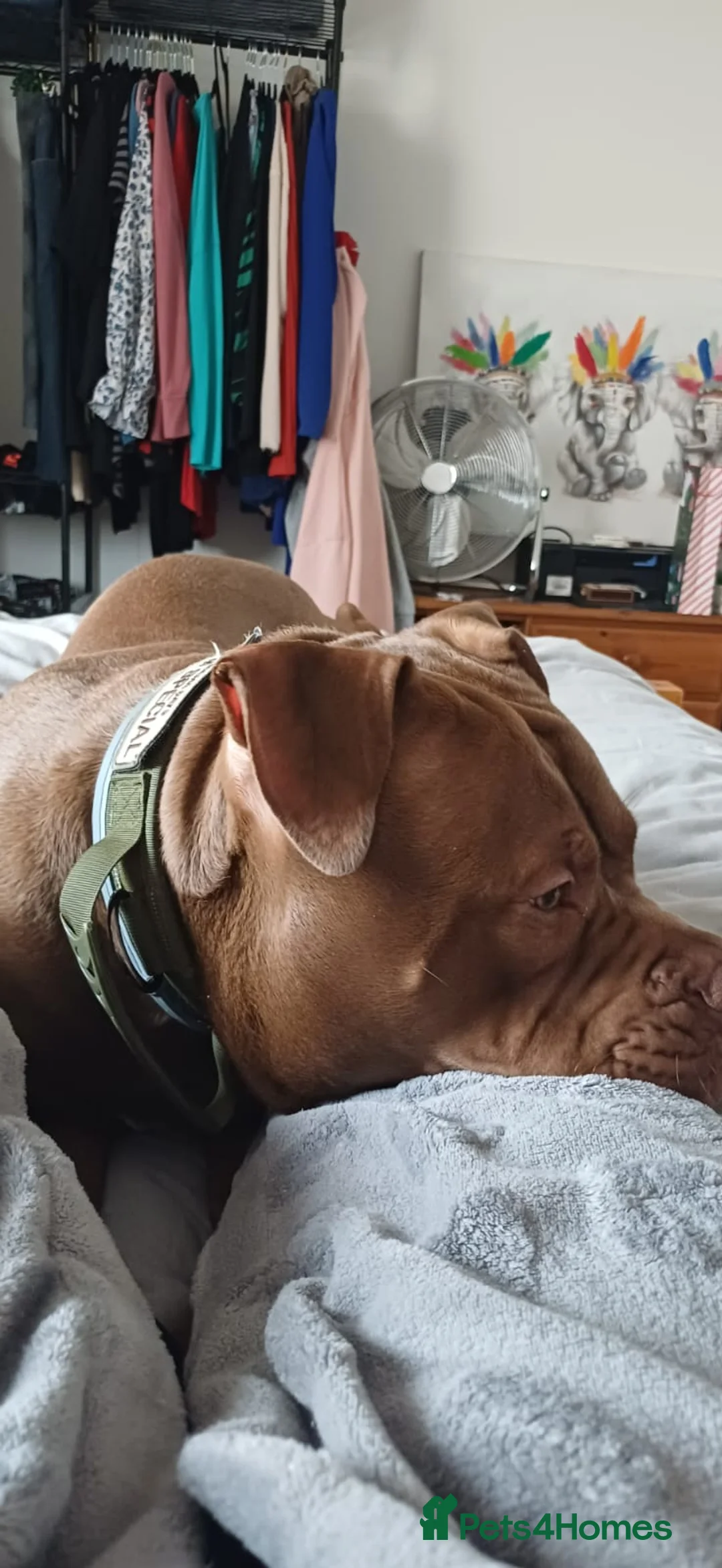 American Bully dogs for sale: 10mnth old Standard x pocket bully for rehoming. in Cambridge - Advert 2