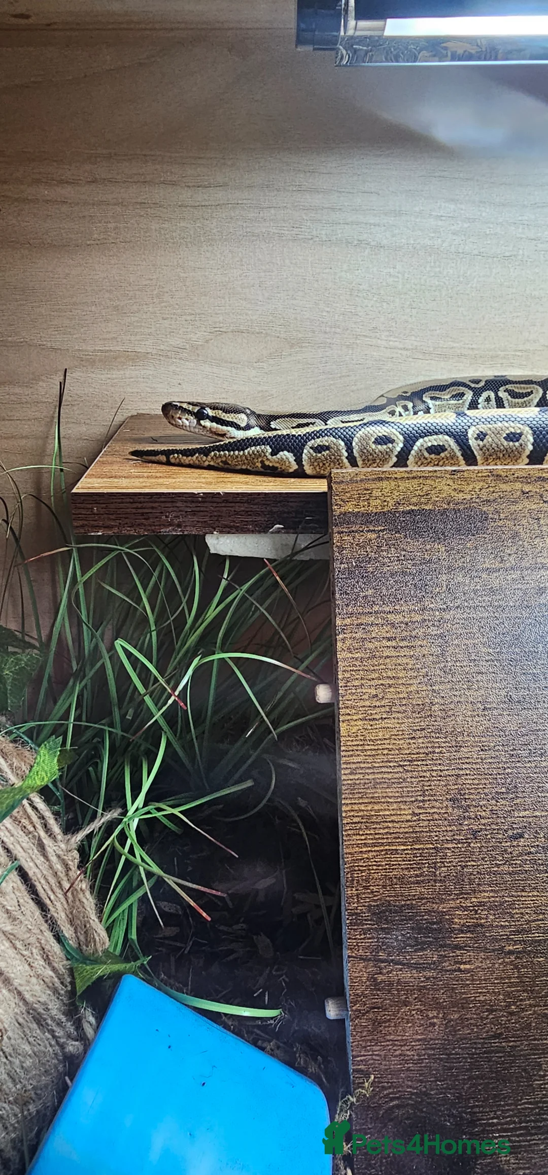 Python Snake reptiles for sale: Royal python in Walsall - Advert 2