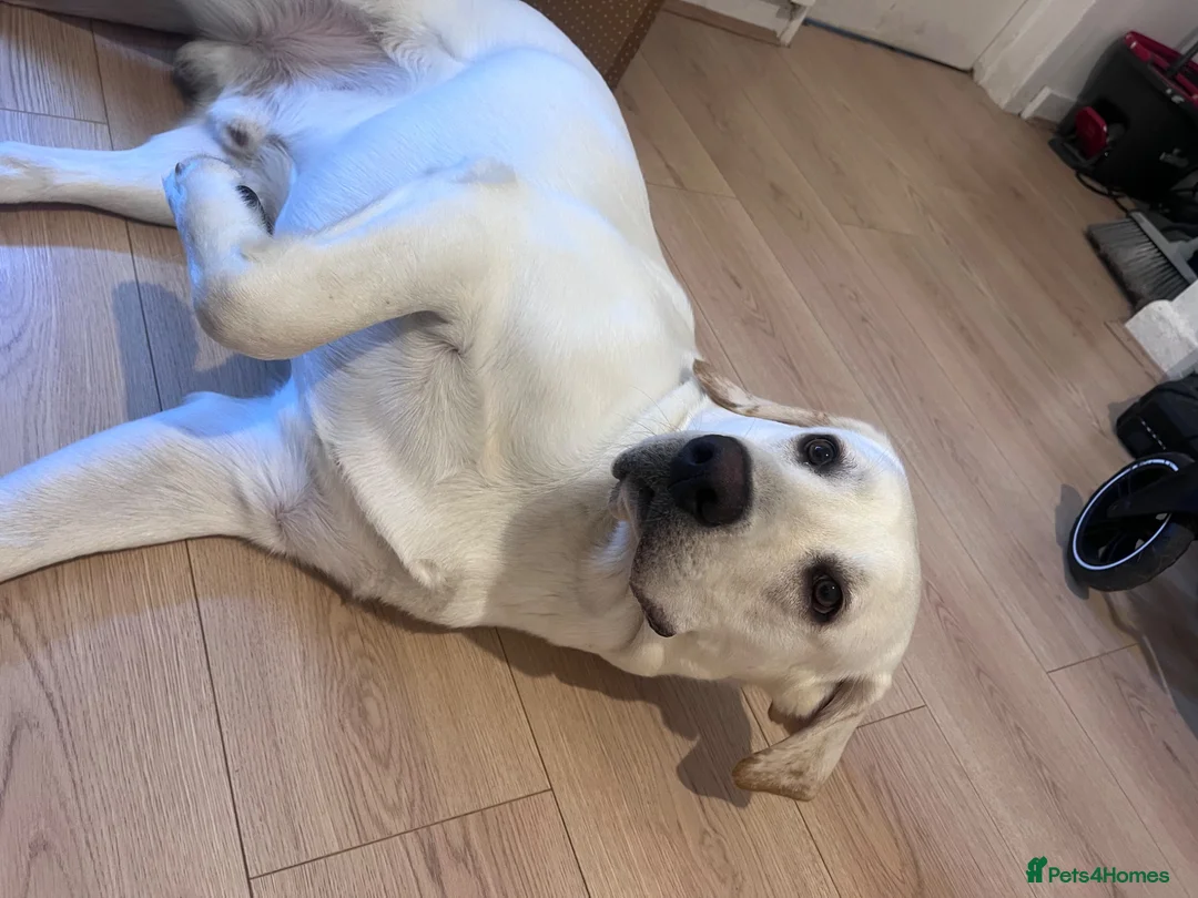 Labrador Retriever dogs for sale: Labrador retriever  - Advert 4