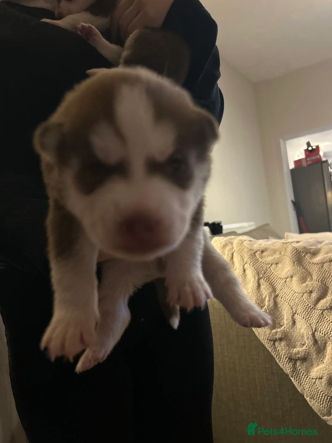 Siberian Husky dogs for sale: 5 huskies for sale - Advert 11