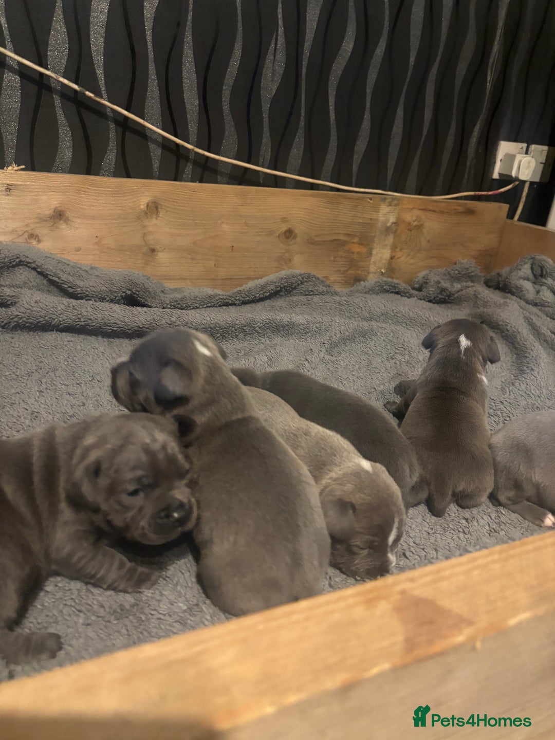 Staffordshire Bull Terrier dogs for sale: staffordshire bull terrier puppies for sale!  - Advert 3